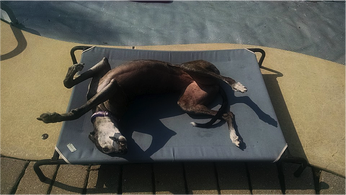 Bea Bea Greyhound