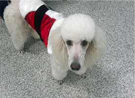 Dog on epoxy coatings
