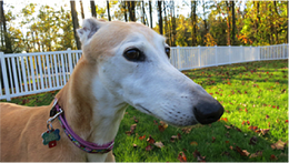 Greyhound