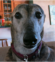 Gage - one of our pups over the years