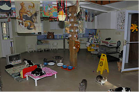 Feline cat house coatings