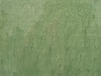 Seaweed-350x263 metallic epoxy by STRONGHOLD FLOORS