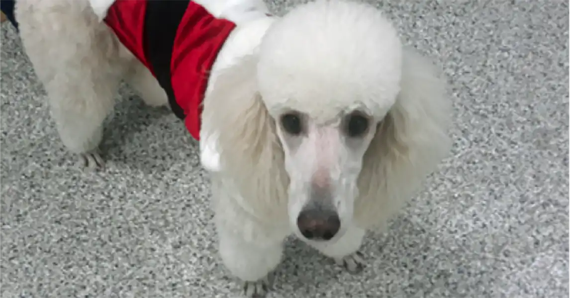 Happy holidays from dog