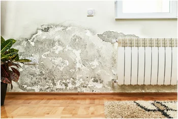 mold wall inside home